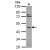 Sample (30 ug of whole cell lysate)
A: A549
10% SDS PAGE
GTX113780 diluted at 1:500