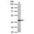Sample (30 ug of whole cell lysate)
A: IMR32
10% SDS PAGE
GTX114081 diluted at 1:1000