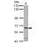 Sample (30 ug of whole cell lysate)
A: K562
7.5% SDS PAGE
GTX114269 diluted at 1:1000