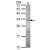 Sample (30 ug of whole cell lysate)
A: Hela
12% SDS PAGE
ATPase beta3(Na+/K+) antibody
GTX114272 diluted at 1:1000