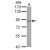 Sample (30 ug of whole cell lysate)
A: PC-3
7.5% SDS PAGE
GTX114627 diluted at 1:1000