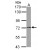 Sample (30 ug of whole cell lysate)
A: 293T
7.5% SDS PAGE
GTX114689 diluted at 1:1000