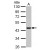Sample (30 ug of whole cell lysate)
A: PC-3
10% SDS PAGE
GTX120431 diluted at 1:1000