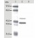 DM182P