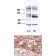 AP14456PU-N