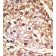 AP13472PU-N