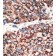 AP13171PU-N