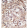 AP11524PU-N