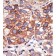 AP12239PU-N