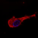 SM3068P