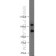 10373-2-AP