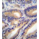 AP52106PU-N