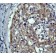 NB110-55470
