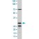 PAB0394
