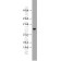 10678-1-AP