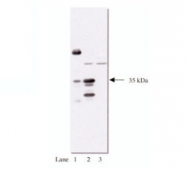 AM05263AG-N - HA Epitope Tag (YPYDVPDYA)
