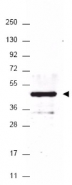 AP09230PU-N - HA Epitope Tag (YPYDVPDYA)