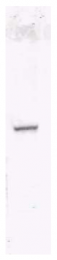 AP09230BT-N - HA Epitope Tag (YPYDVPDYA)