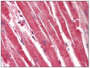 AM09044PU-N - 14-3-3 protein gamma