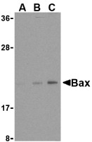 AP30125PU-N - Bax