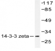 AP20192PU-N - 14-3-3 protein zeta/delta