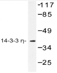 AP20467PU-N - 14-3-3 protein eta