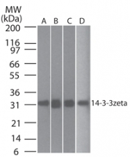 AM20301PU-N - 14-3-3 protein zeta/delta