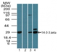 AP21526PU-N - 14-3-3 protein zeta/delta