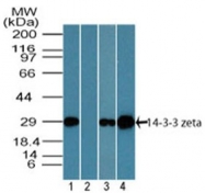 AP21527PU-N - 14-3-3 protein zeta/delta