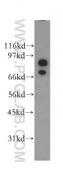 12681-1-AP - Gephyrin
