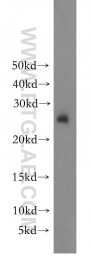 15222-1-AP - 14-3-3 protein eta