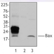 AM20182PU-T - Bax