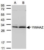 NBP1-31325 - 14-3-3 protein zeta/delta