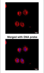 NBP1-31325 - 14-3-3 protein zeta/delta
