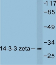 NB100-91646 - 14-3-3 protein zeta/delta