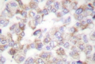 NB100-91646 - 14-3-3 protein zeta/delta