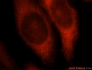14503-1-AP - 14-3-3 protein theta