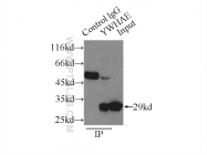 11648-2-AP - 14-3-3 protein eta
