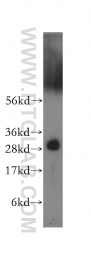 11648-2-AP - 14-3-3 protein eta