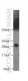 11648-2-AP - 14-3-3 protein eta