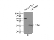 12381-1-AP - 14-3-3 protein gamma