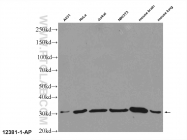 12381-1-AP - 14-3-3 protein gamma