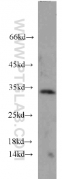 12381-1-AP - 14-3-3 protein gamma