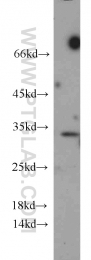 12381-1-AP - 14-3-3 protein gamma