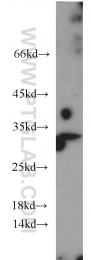 12381-1-AP - 14-3-3 protein gamma
