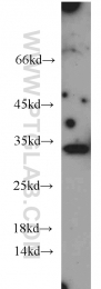 12381-1-AP - 14-3-3 protein gamma