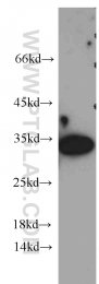 12381-1-AP - 14-3-3 protein gamma