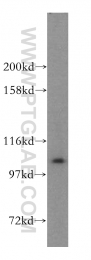 17394-1-AP - AARS