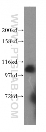 17394-1-AP - AARS