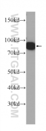 60316-1-Ig - TER ATPase / VCP